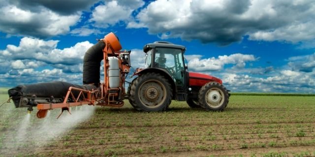 New Turmeric Field